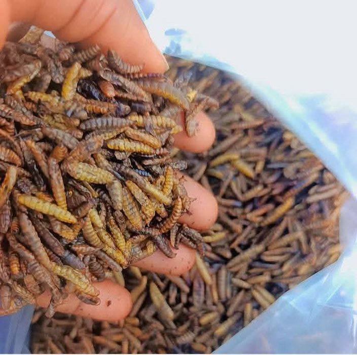 Dried Black Soldier Fly larvae in a bag showing the protein-rich insect feed product ready for livestock feeding
