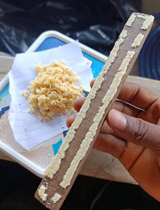 Black Soldier Fly eggs on a wooden egg collection strip showing the creamy yellow egg clusters ready for hatching