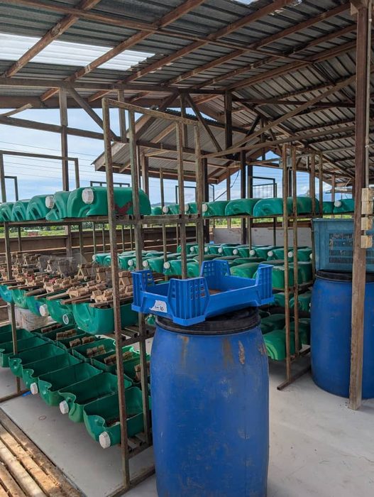 Black Soldier Fly Farming in Africa: How to Turn Organic Waste Into High-Protein Livestock Feed and Cut Your Feed Bill by Half