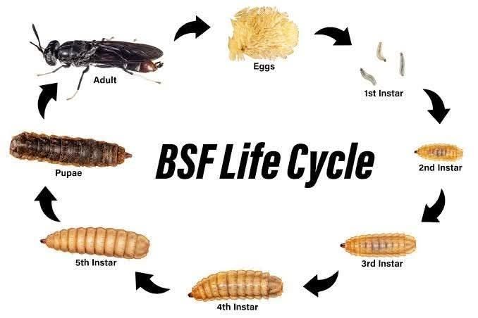 Black Soldier Fly life cycle diagram showing adult fly, eggs, first through fifth instar larvae, and pupae stages