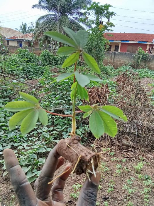 Cassava sprouting set showing healthy stem cutting with root formation and first leaves emerging from the soil in Nigeria