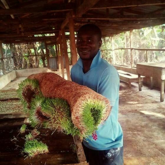 Hydroponic Fodder Farming: How African Farmers Are Slashing Feed Costs and Feeding Livestock in 4–8 Days