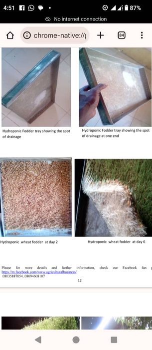 Hydroponic fodder tray showing drainage holes and wheat fodder growth at day 2 and day 6 comparison