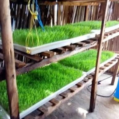 Hydroponic fodder trays on wooden shelf racks showing lush green grass growing in a simple farm shelter