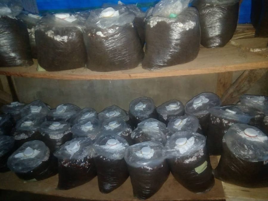 Oyster mushroom substrate bags in incubation room on shelves showing white mycelium colonization at different stages in Nigeria