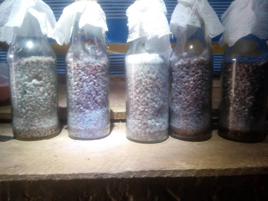 Oyster mushroom spawn in glass bottles showing white mycelium growth on grain substrate at different colonization stages