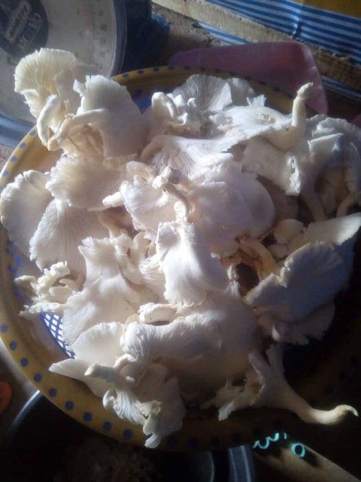 Oyster Mushroom Farming in Nigeria: How to Grow, Harvest and Profit From Africa's Fastest-Growing Agribusiness Opportunity
